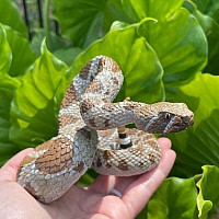 Western Diamondback Rattlesnake Toy