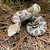 Western Diamondback Rattlesnake Toy