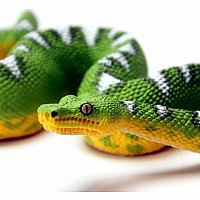 Emerald Tree Boa Toy Figure