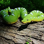 Emerald Tree Boa Toy Figure