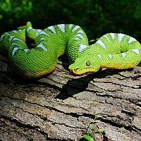 Emerald Tree Boa Toy Figure