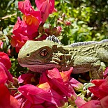 Tuatara Toy Figure