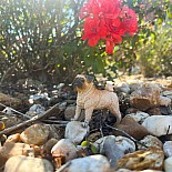 Pug Toy Dog Figure