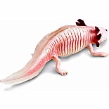 Axolotl Toy Figure