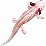 Axolotl Toy Figure