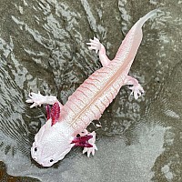 Axolotl Toy Figure