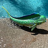 MahiMahi