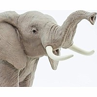 African Elephant