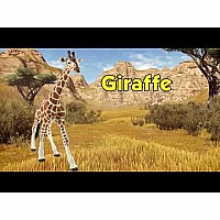 Reticulated Giraffe