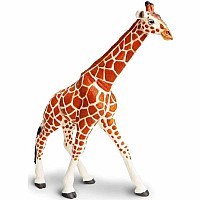 Reticulated Giraffe