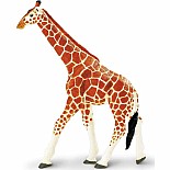 Reticulated Giraffe