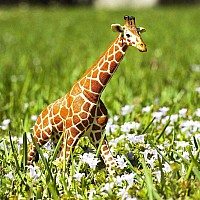 Reticulated Giraffe