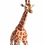 Reticulated Giraffe