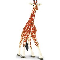 Reticulated Giraffe