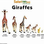 Reticulated Giraffe