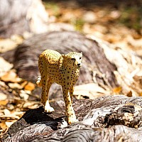 Big Cheetah