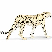Big Cheetah
