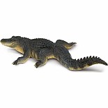 Alligator 