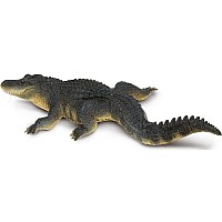 Alligator 