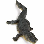Alligator 
