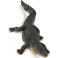 Alligator 