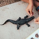 Alligator 