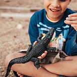 Alligator 