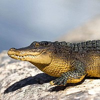 Alligator 