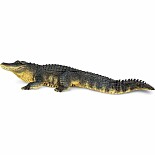 Alligator 