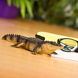 Alligator 