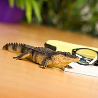 Alligator 
