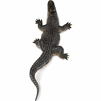 Alligator 
