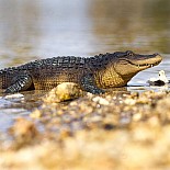 Alligator 