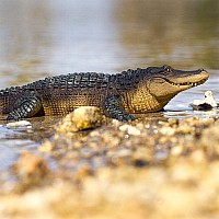 Alligator 