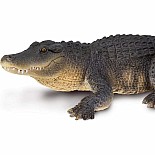 Alligator 