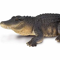 Alligator 