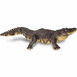 Alligator 