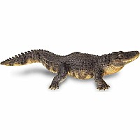Alligator 