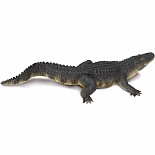 Alligator 