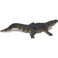Alligator 