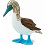 Bird: Blue Footed Booby