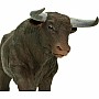 Farm: Black Bull