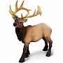 North American: Elk Bull