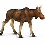 North American Wildlife Cow Moose