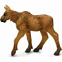 North American: Moose Calf