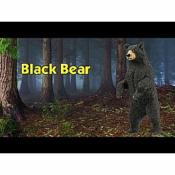 Black Bear