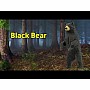 North American: Black Bear