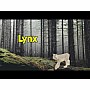 North American: Lynx