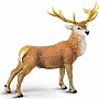 North American Wildlife Red Deer Buck