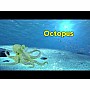Sea: Octopus